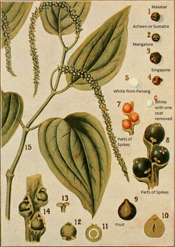 THE PARTS OF PEPPER PLANT